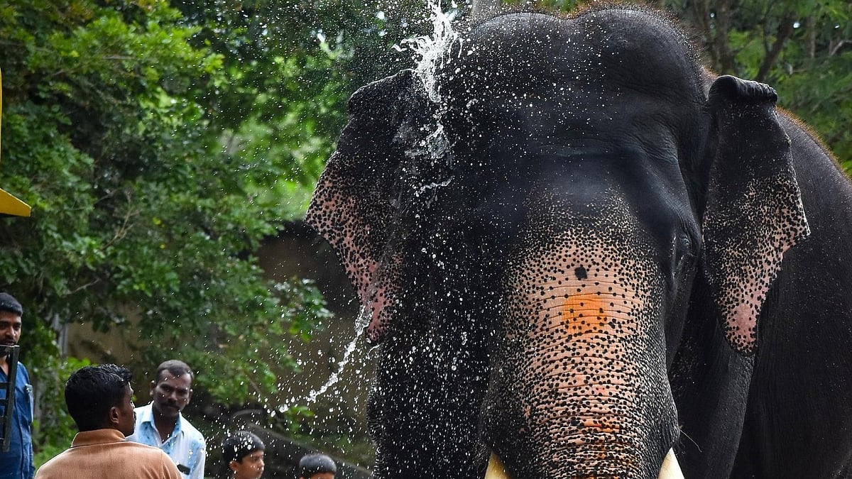 ಜಾಲತಾಣದಲ್ಲಿ ಹರಿದಾಡಿದ ಆನೆ ಅರ್ಜುನನ ಹೋರಾಟದ ವಿಡಿಯೊ