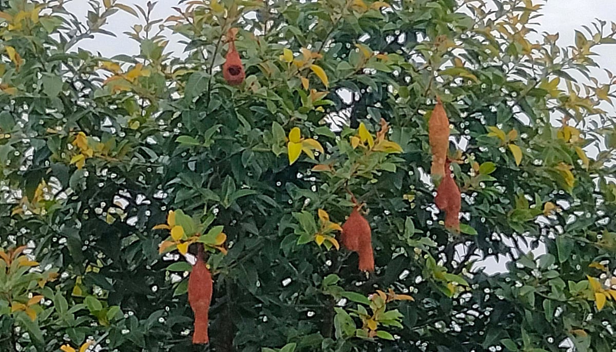 ಶ್ರೀನಿವಾಸಪುರ | ರೈಲು ನಿಲ್ದಾಣದ ಆಕರ್ಷಣೆ ಗೀಜಗನ ಗೂಡು