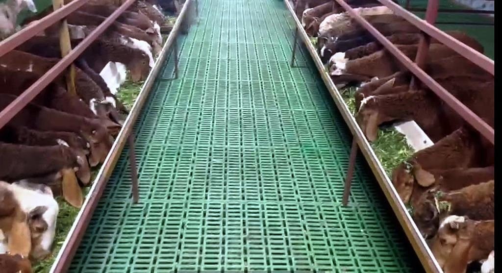 ಕುರಿ ಸಾಕಣೆಯಲ್ಲಿ ಯಶಸ್ಸು ಕಂಡ ಉದ್ಯಮಿ