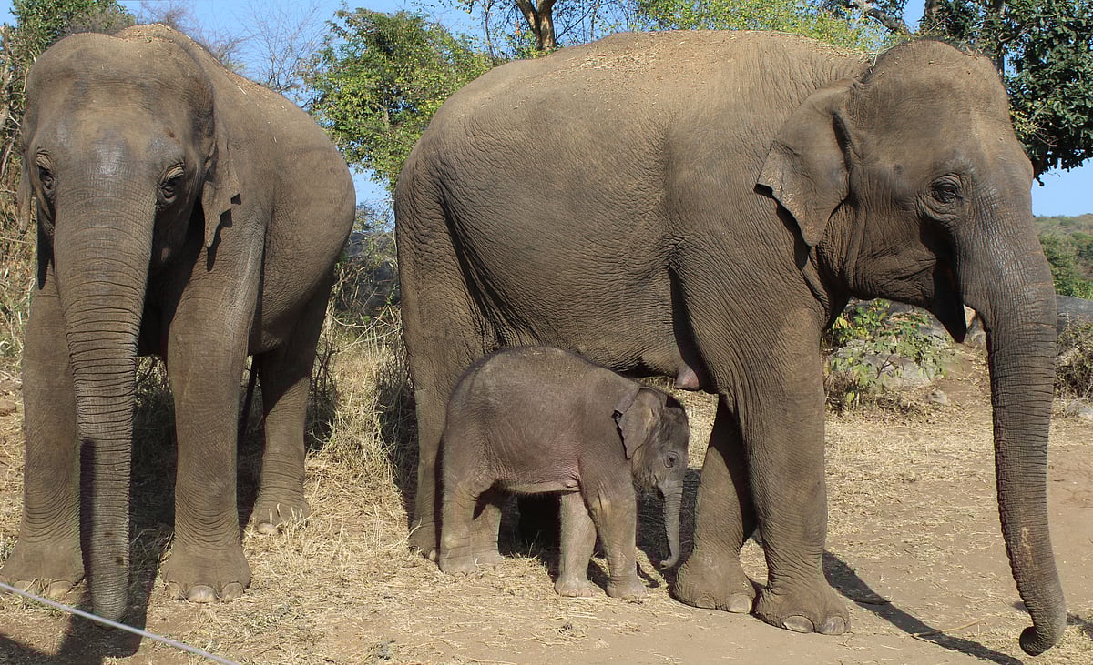 ಸ್ಪರ್ಧಾವಾಣಿ: ಬಹುಆಯ್ಕೆಯ ಪ್ರಶ್ನೆಗಳು– ಆಫ್ರಿಕಾದಲ್ಲಿ ಜೈವಿಕ ವೈವಿಧ್ಯತೆ
