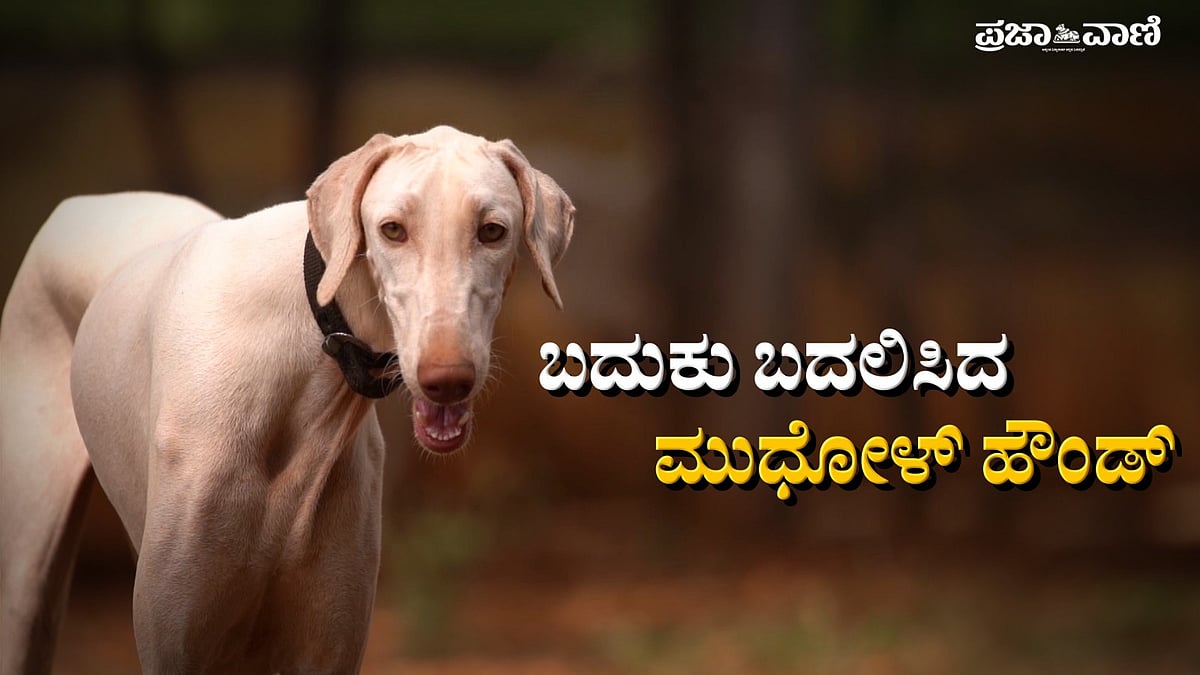Video | ಬದುಕು ಬದಲಿಸಿದ ಮುಧೋಳ್‌ ಹೌಂಡ್‌