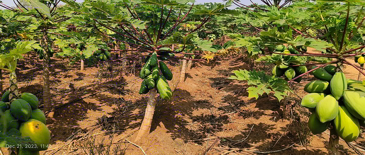 ಮೂರು ಎಕರೆಯಲ್ಲಿ 3,500 ಪಪ್ಪಾಯಿ ಸಸಿ ಬೆಳೆದ ರೈತ 