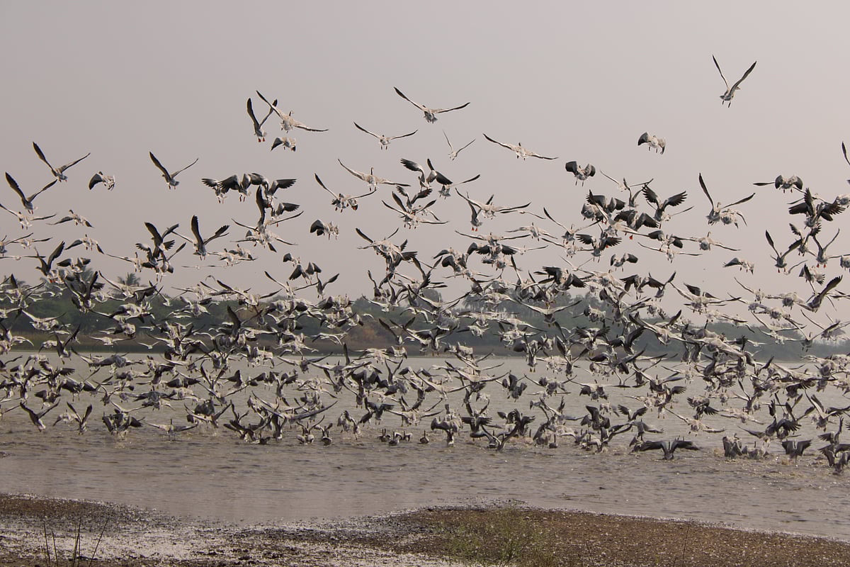 ಗದಗ: ಮಾಗಡಿ ಕೆರೆಗೆ ಮಂಗೋಲಿಯಾ ಹೆಬ್ಬಾತು, ಅತಿಥಿಗಳನ್ನು ವೀಕ್ಷಿಸುವುದೇ ಖುಷಿ