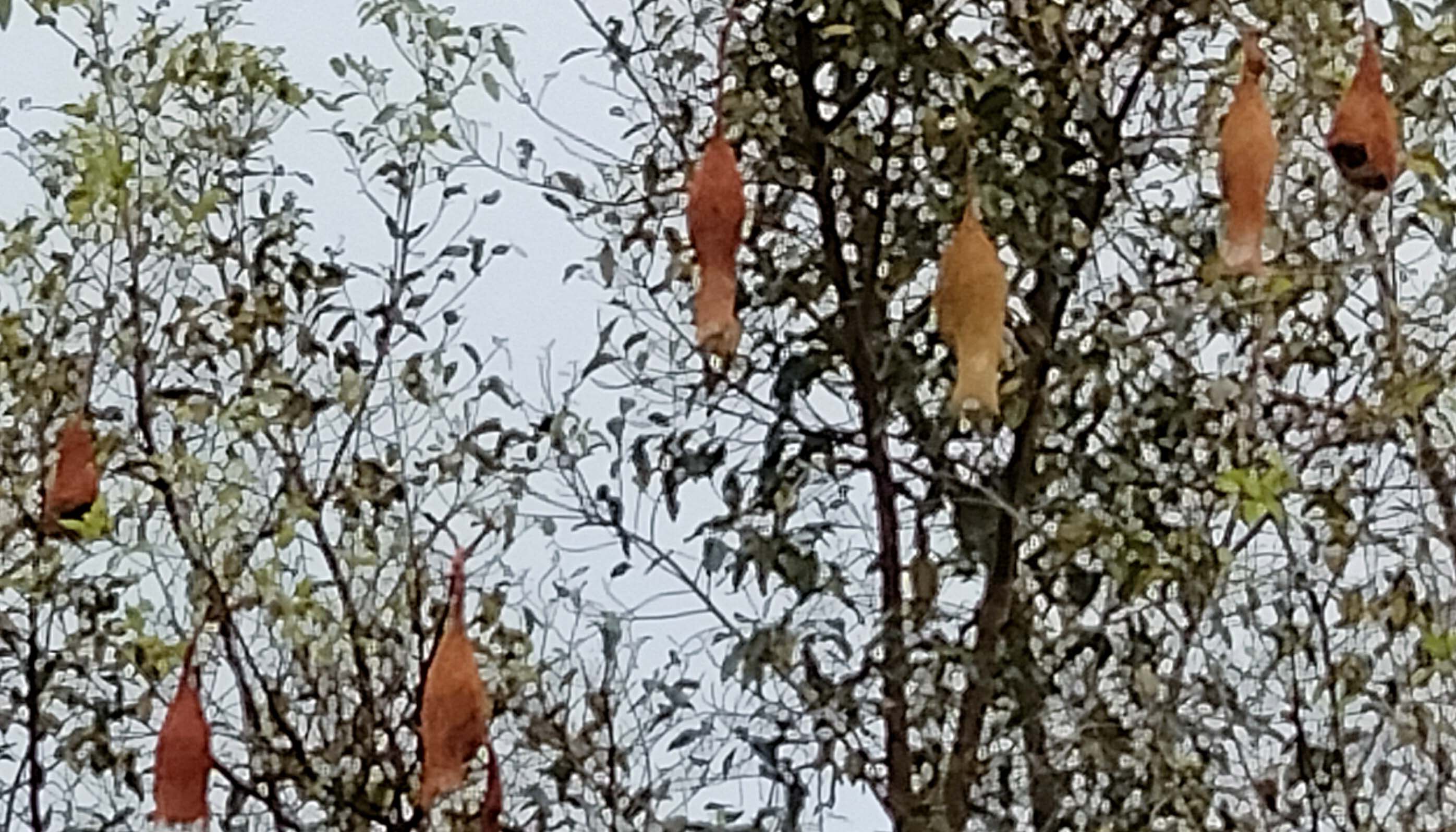 ಶ್ರೀನಿವಾಸಪುರ ಹೊರವಲಯದ ರೈಲು ನಿಲ್ದಾಣದಲ್ಲಿನ ಮರಗಳಲ್ಲಿ ನೇತಾಡುತ್ತಿರುವ ಗೀಜಗ ಹಕ್ಕಿ ಗೂಡುಗಳು.