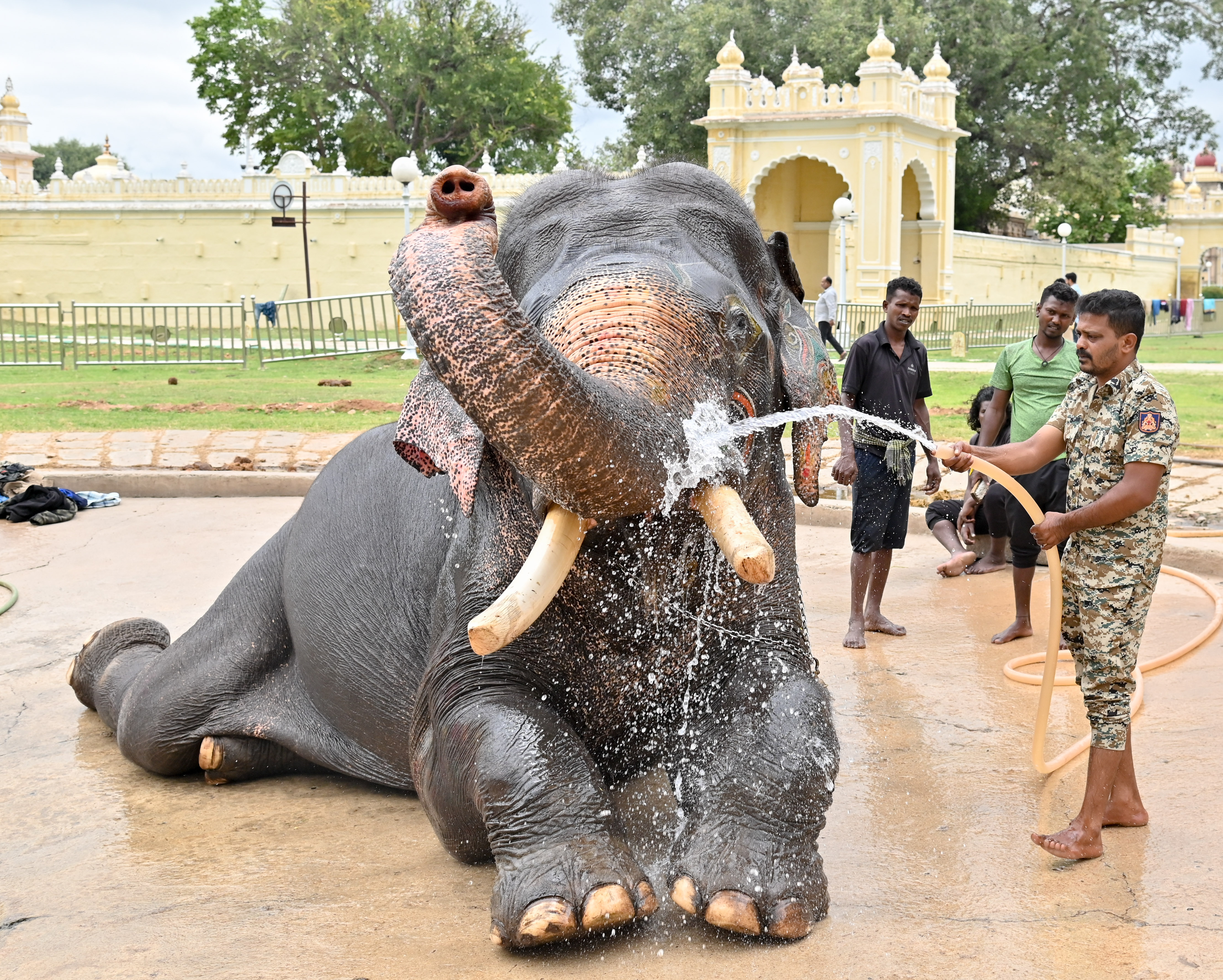 ಹುಲಿ ಕಾರ್ಯಾಚರಣೆಯಲ್ಲಿ ಪಾಲ್ಗೊಂಡು ಮೈಸೂರಿನ ಅರಮನೆ ಬಿಡಾರಕ್ಕೆ ವಾಪಸಾದ ‘ಅರ್ಜುನ’ ಆನೆಗೆ ಮಾವುತ  ಹಾಗೂ ಕಾವಾಡಿಗಳು ಸ್ನಾನ ಮಾಡಿಸಿದರು (ಸಂಗ್ರಹ ಚಿತ್ರ)