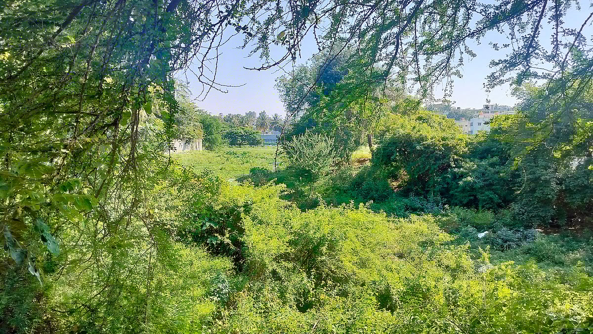 ಬಿಬಿಎಂಪಿ: ಪ್ರತಿ ಕೆರೆಗೆ ನೋಡಲ್‌ ಅಧಿಕಾರಿ