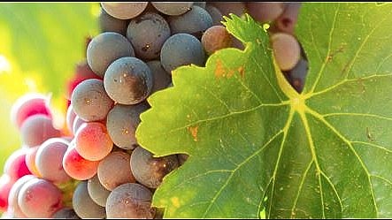 Jobs: ರಾಷ್ಟ್ರೀಯ ತೋಟಗಾರಿಕಾ ಮಂಡಳಿಯಲ್ಲಿ 44 ಹುದ್ದೆಗಳು- ವಿವರ ಇಲ್ಲಿದೆ..