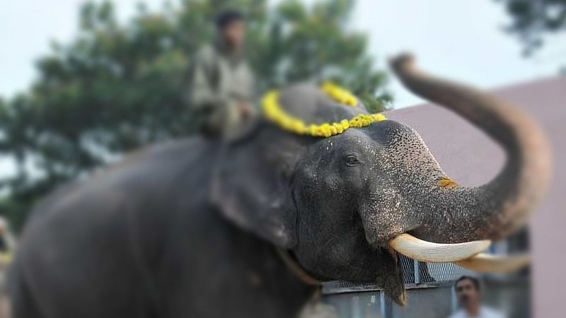 ಆನೆ ಮೇಲಿಂದ ಬಿದ್ದು ಮಾವುತನ ಕೈ ಮುರಿತ: ಪ್ರೀ ವೆಡ್ಡಿಂಗ್ ಶೂಟಿಂಗ್ ವೇಳೆ ಅವಘಡ?
