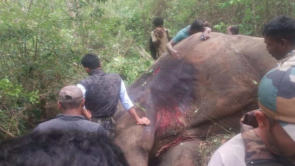 ಕಾರ್ಯಾಚರಣೆ ವೇಳೆ ಕಾಡಾನೆ ದಾಳಿ: 8 ಸಲ ಅಂಬಾರಿ ಹೊತ್ತಿದ್ದ ಅರ್ಜುನನ ದಾರುಣ ಸಾವು