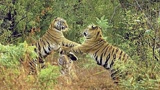 ಕಾಳಿ ಹುಲಿ ಮೀಸಲಿನಲ್ಲಿ ಅನಧಿಕೃತ ಪ್ರವಾಸೋದ್ಯಮಕ್ಕೆ ಅವಕಾಶ: ಕೇಂದ್ರಕ್ಕೆ ನೋಟಿಸ್