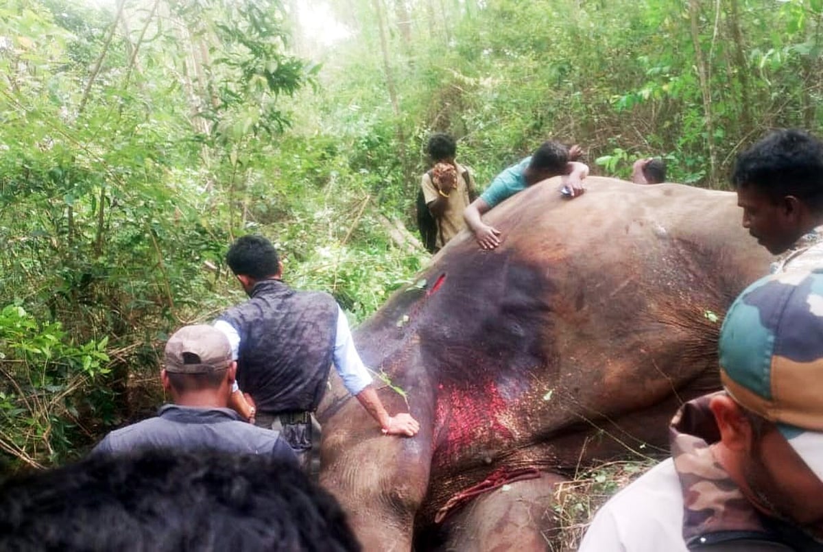 Elephant Arjuna | ಒಂಟಿ ಸಲಗದ ದಾಳಿ: ‘ಅರ್ಜುನ’ ಸಾವು, ಮಾವುತರ ರೋಧನೆ