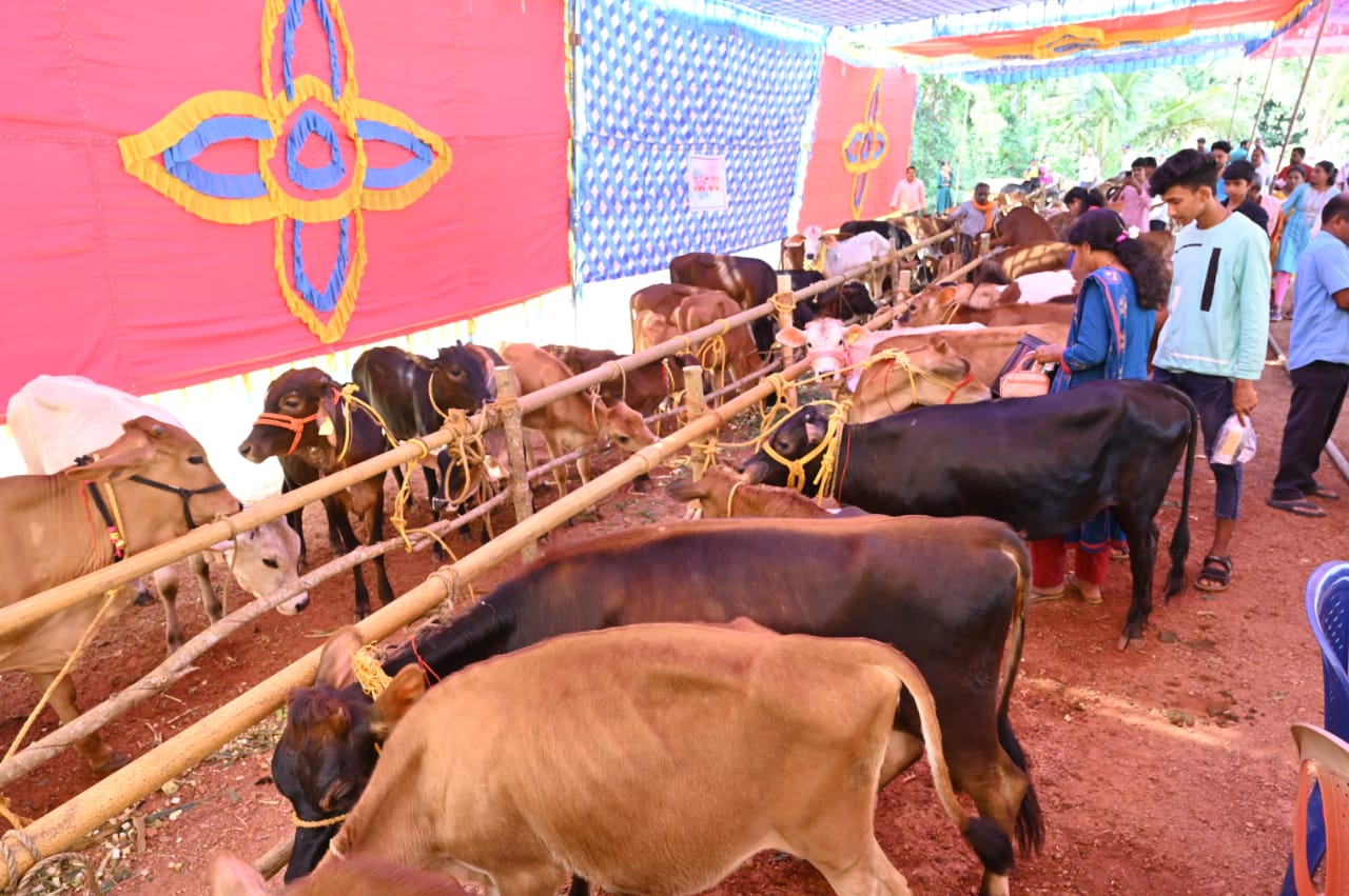 ಗುಂಡೂರಿಯ ಶ್ರೀಸತ್ಯನಾರಾಯಣ ಭಜನಾ ಮಂದಿರದ ವಠಾರದಲ್ಲಿ ಮಿಶ್ರತಳಿ ಹೆಣ್ಣು ಕರುಗಳ ಪ್ರದರ್ಶನ ನಡೆಯಿತು