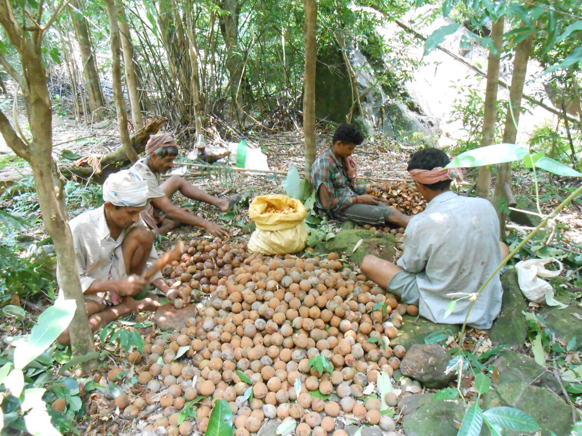ಕಾಡು ಉತ್ಪತ್ತಿ ಸಂಗ್ರಹ