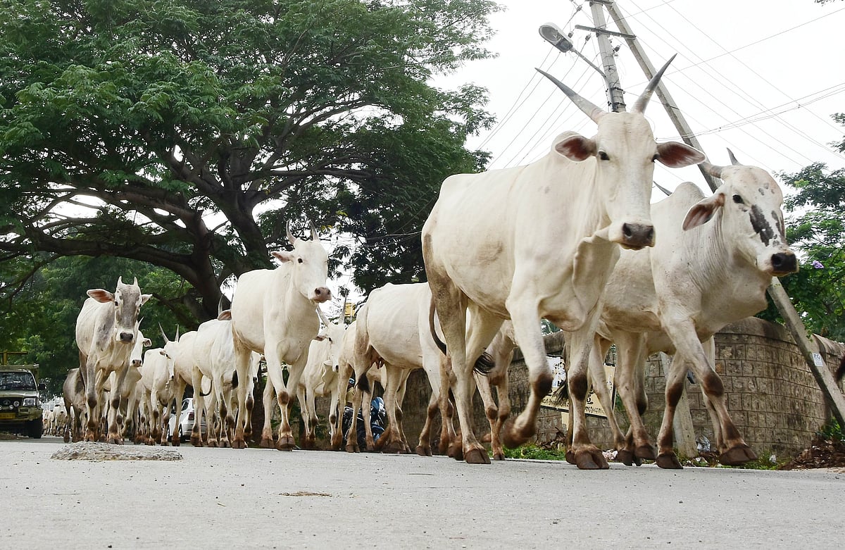 ಚಿತ್ರದುರ್ಗ: ಗೋಶಾಲೆ ತೆರೆಯಲು ಜಿಲ್ಲಾಡಳಿತ ಸಜ್ಜು