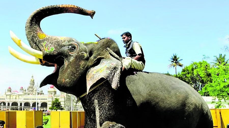 ಆನೆ ಅರ್ಜುನನ ಸಾವು: ನ್ಯಾಯಾಂಗ ತನಿಖೆಗೆ ಒತ್ತಾಯ