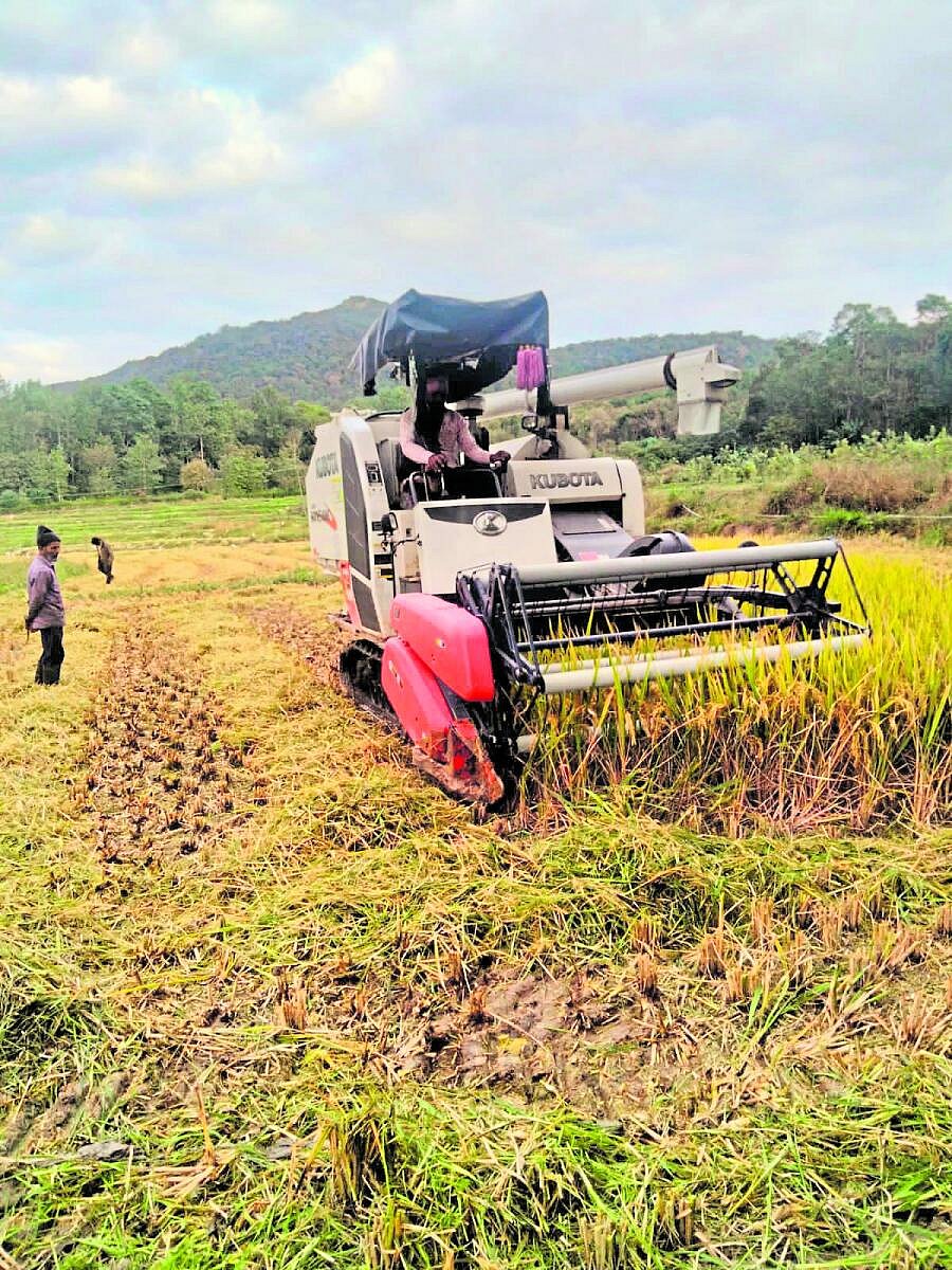 ಸೋಮವಾರಪೇಟೆ: ಮಳೆ ಭೀತಿ ನಡುವೆ ಕೊಯ್ಲು ಶುರು