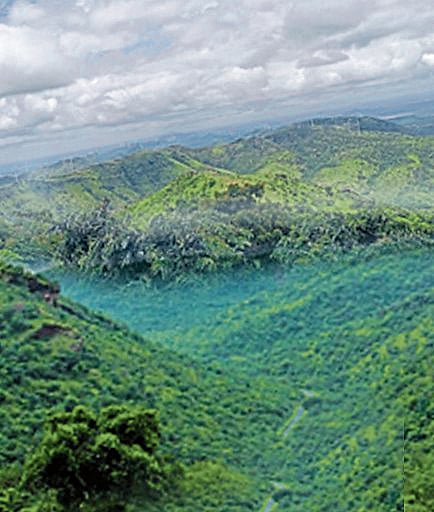 ವಿಶ್ಲೇಷಣೆ: ಕಾಡಿಗೂ ಇದೆ ಸಂವಿಧಾನ!