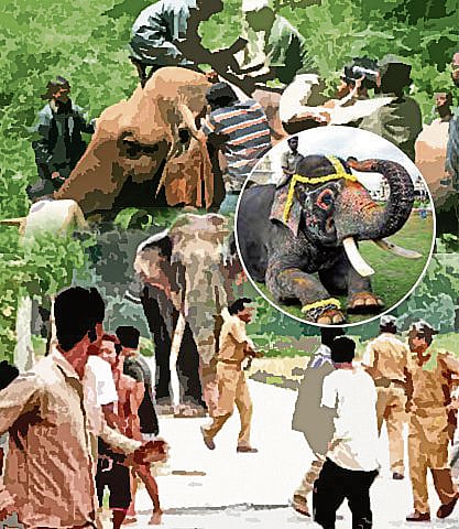 ವಿಶ್ಲೇಷಣೆ: ಮಾನವ– ಆನೆ ಸಂಘರ್ಷ, ಸಹಬಾಳ್ವೆ