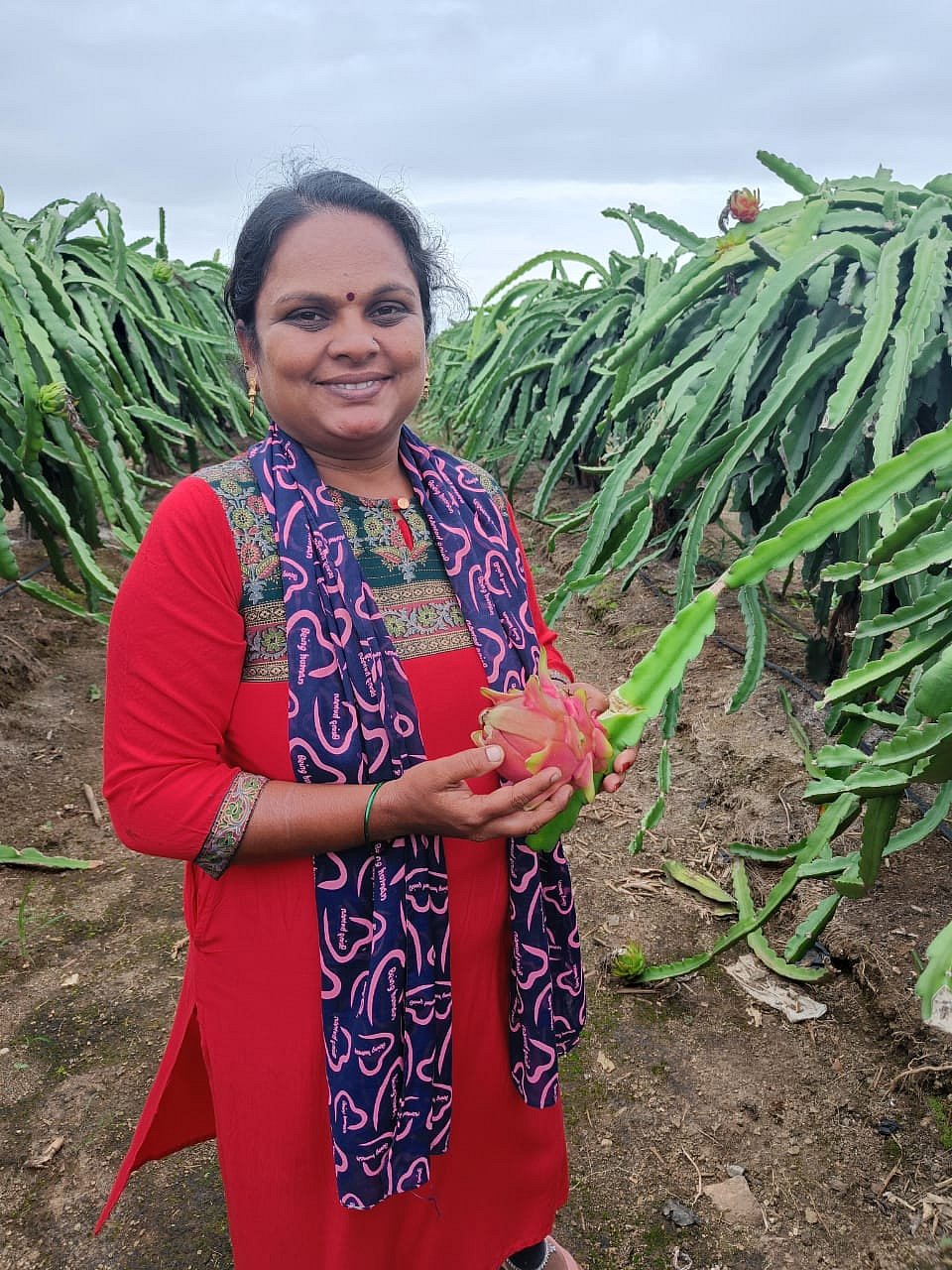 ಬಂಜರು ಭೂಮಿಯಲ್ಲಿ ಬಂಗಾರದ ಬೆಳೆ: ಡ್ರ್ಯಾಗನ್ ಫ್ರುಟ್‌ ಬೆಳೆದು ಅಧಿಕ ಲಾಭ ಕಂಡ ಲತಾ