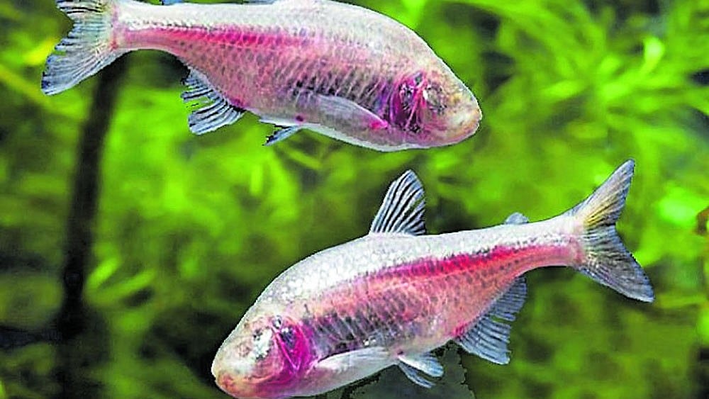 Chhattisgarh Result: ಕಾಂಗ್ರೆಸ್‌ ಗೆಲುವಿಗೆ ಅದೃಷ್ಟದ ಮೀನು ತಂದ ಕಾರ್ಯಕರ್ತರು