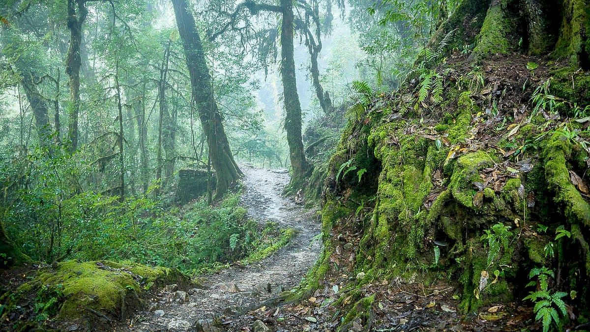 JOBS: ಕರ್ನಾಟಕ ಅರಣ್ಯ ಇಲಾಖೆಯಲ್ಲಿ 540 ಅರಣ್ಯ ಪಾಲಕ ಹುದ್ದೆಗಳು- ಇಲ್ಲಿದೆ ವಿವರ