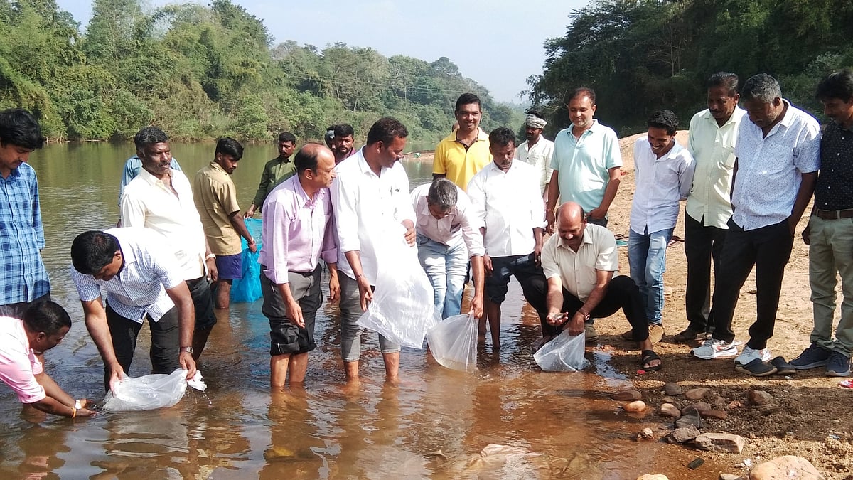 ಭದ್ರಾ, ತುಂಗಾ ನದಿಗೆ 4 ಲಕ್ಷ ಮೀನು ಮರಿ: ಶಾಸಕ ರಾಜೇಗೌಡ