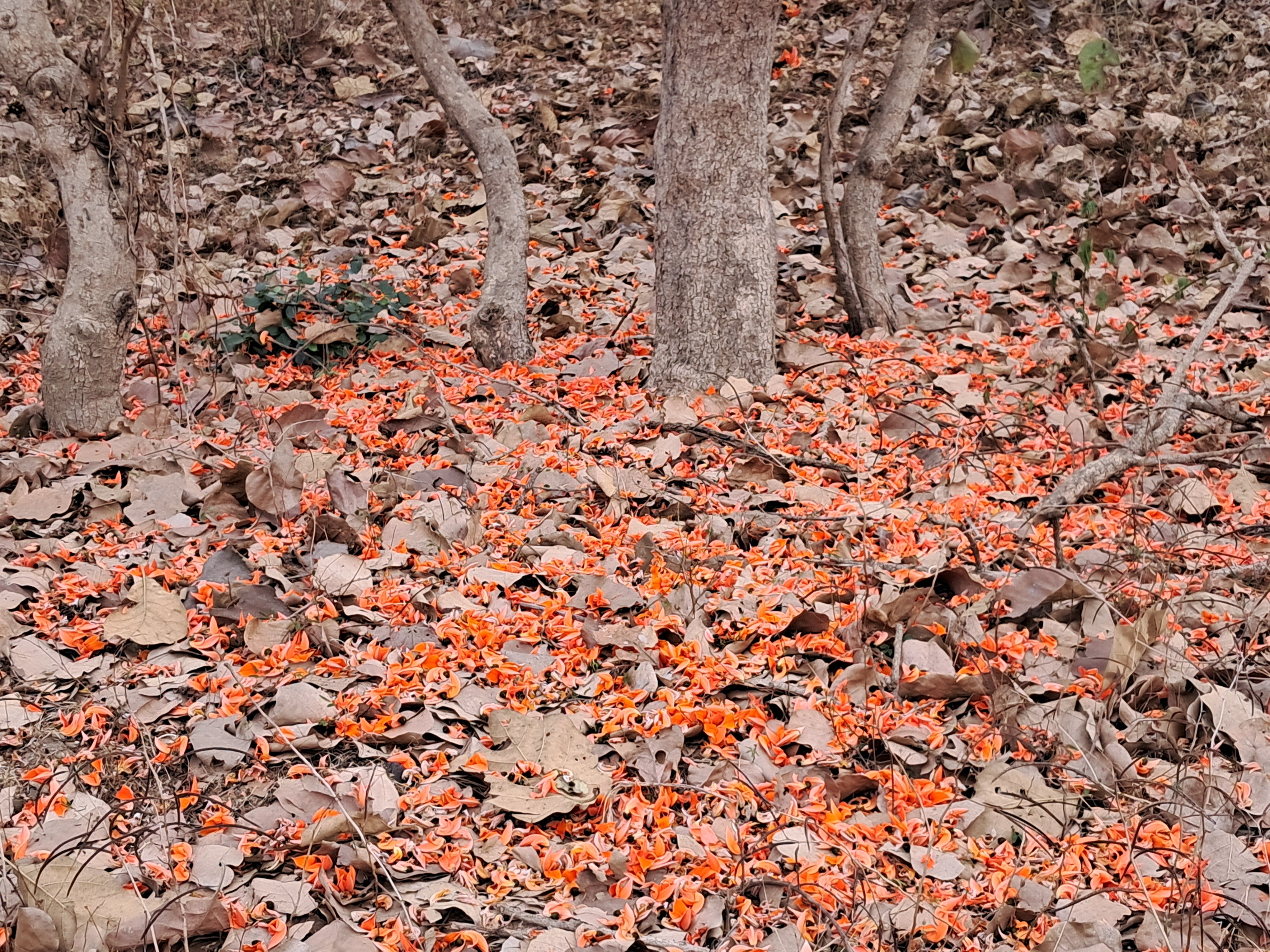 ಭೂರಮೆಯ ತುಂಬ ಮುತ್ತುಗದ ಹೂ