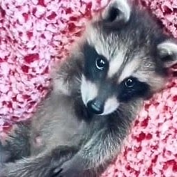 ಅಮೆರಿಕದಿಂದ ಬಂದಿದ್ದ ಕಂಟೇನರ್‌ನಲ್ಲಿ 60 ದಿನ ಆಹಾರ ಇಲ್ಲದೇ ಬದುಕುಳಿದ ರಾಕೂನ್!