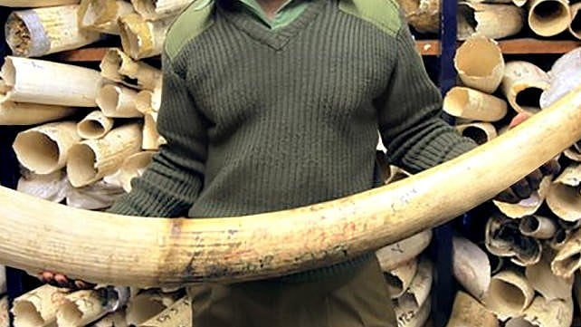 ₹ 93 ಕೋಟಿ ಮೌಲ್ಯದ 2.5 ಟನ್‌ ಆನೆ ದಂತ ನಾಶಗೊಳಿಸಿದ ನೈಜೀರಿಯಾ