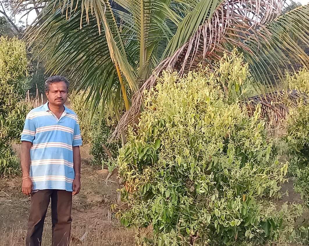 ಜೊಯಿಡಾ: ಕಾಡಿನ ಊರಲ್ಲಿ ನಳನಳಿಸುವ ದಾಲ್ಚಿನ್ನಿ