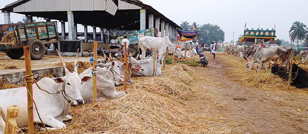 ಚುಂಚನಕಟ್ಟೆ ಜಾನುವಾರು ಪರಿಷೆ: ಹಳ್ಳಿಕಾರ್ ಜೋಡೆತ್ತು ಖರೀದಿ ಜೋರು