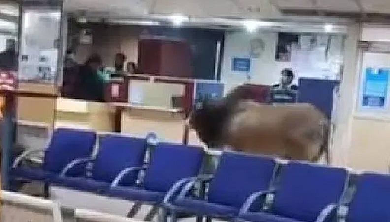 ಇದು ಊಟದ ಸಮಯ ಎಂದು 'ಗೂಳಿ'ಯನ್ನು ಹೊರಗೆ ಕಳುಹಿಸಿದ ಬ್ಯಾಂಕ್‌ ಸಿಬ್ಬಂದಿ!