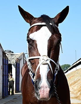 ಬೆಂಗಳೂರು ಚಳಿಗಾಲದ ಡರ್ಬಿ: ಜಮಾರಿ–ತೆಹಾನಿ ನಡುವೆ ನೇರ ಸ್ಪರ್ಧೆ