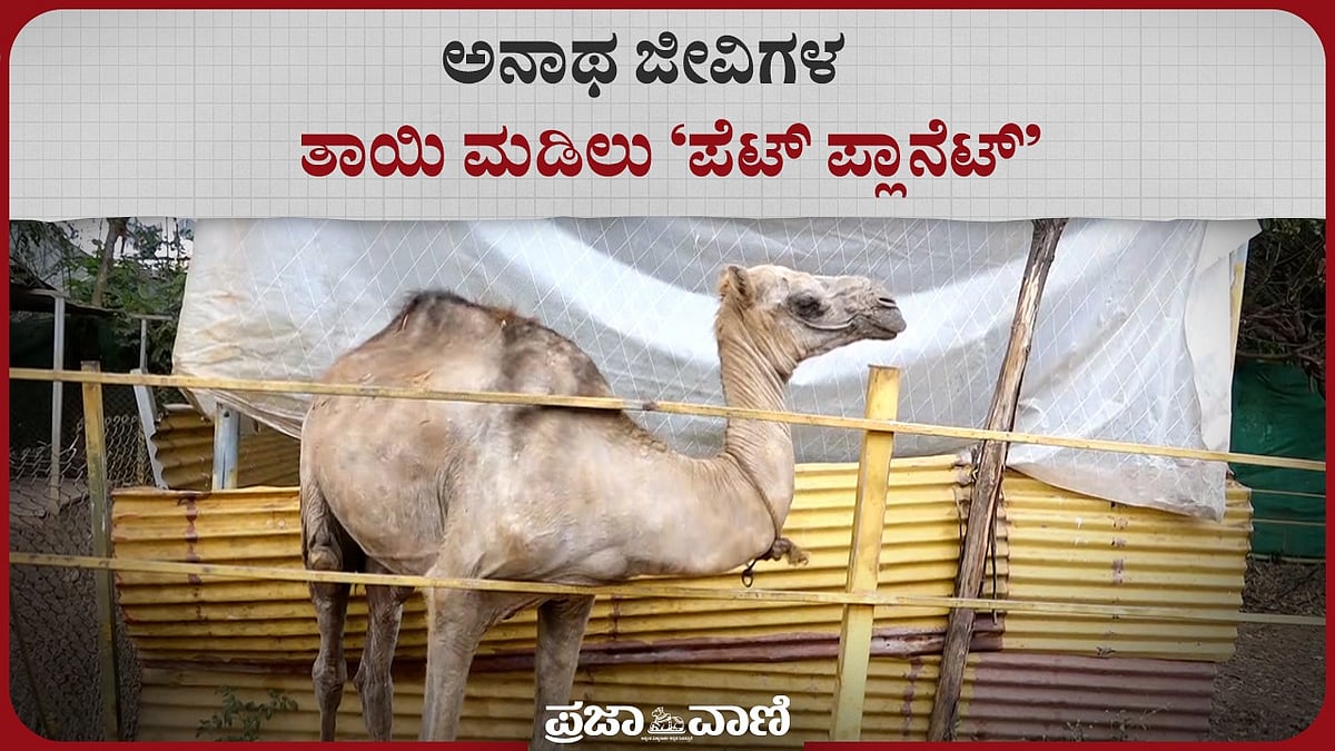 Pet Planet | ಅನಾಥ ಜೀವಿಗಳ ತಾಯಿ ಮಡಿಲು 'ಪೆಟ್ ಪ್ಲಾನೆಟ್'! –ವಿಡಿಯೊ ನೋಡಿ