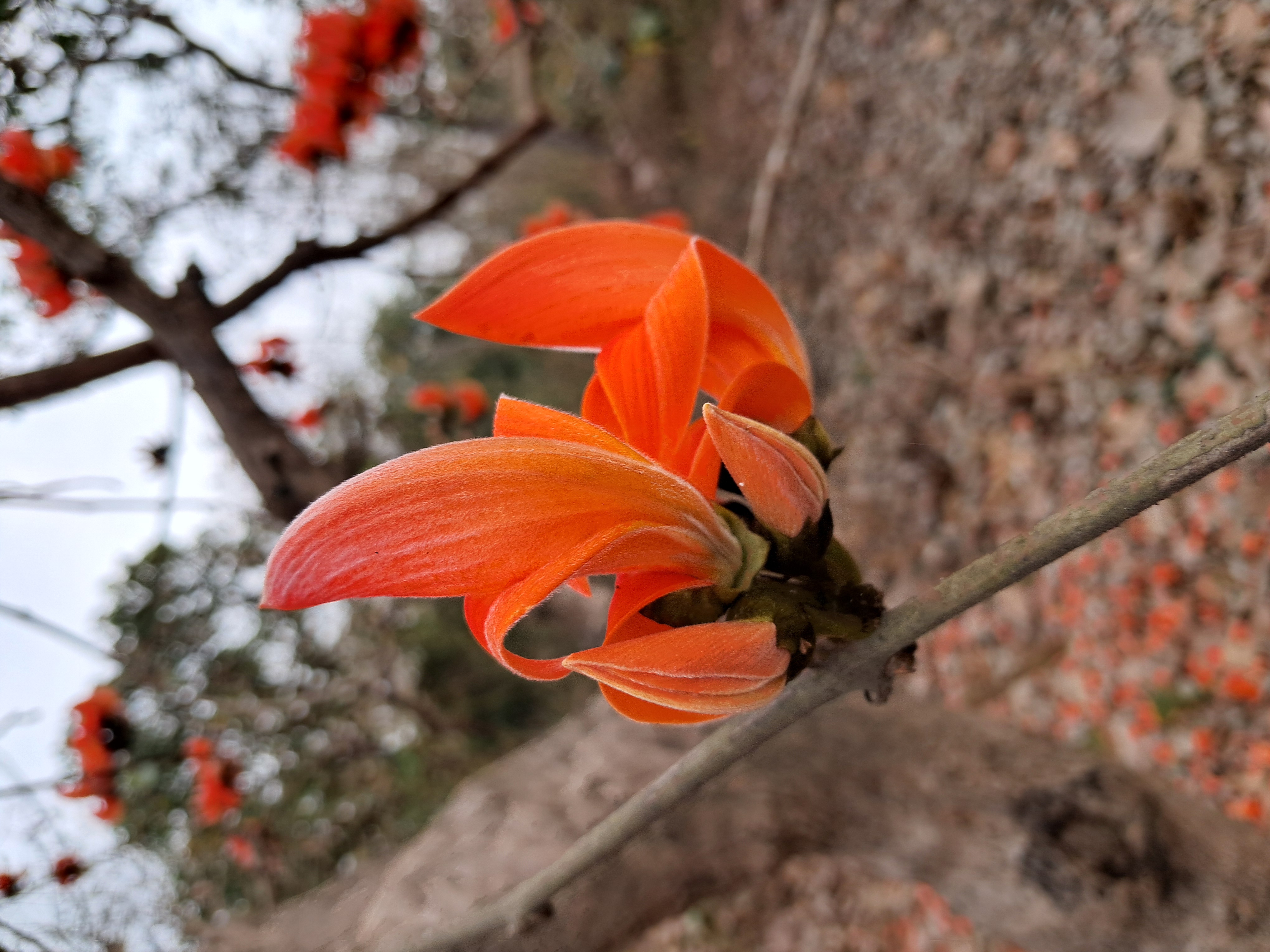 ಮುತ್ತುಗದ ಹೂಗಳು