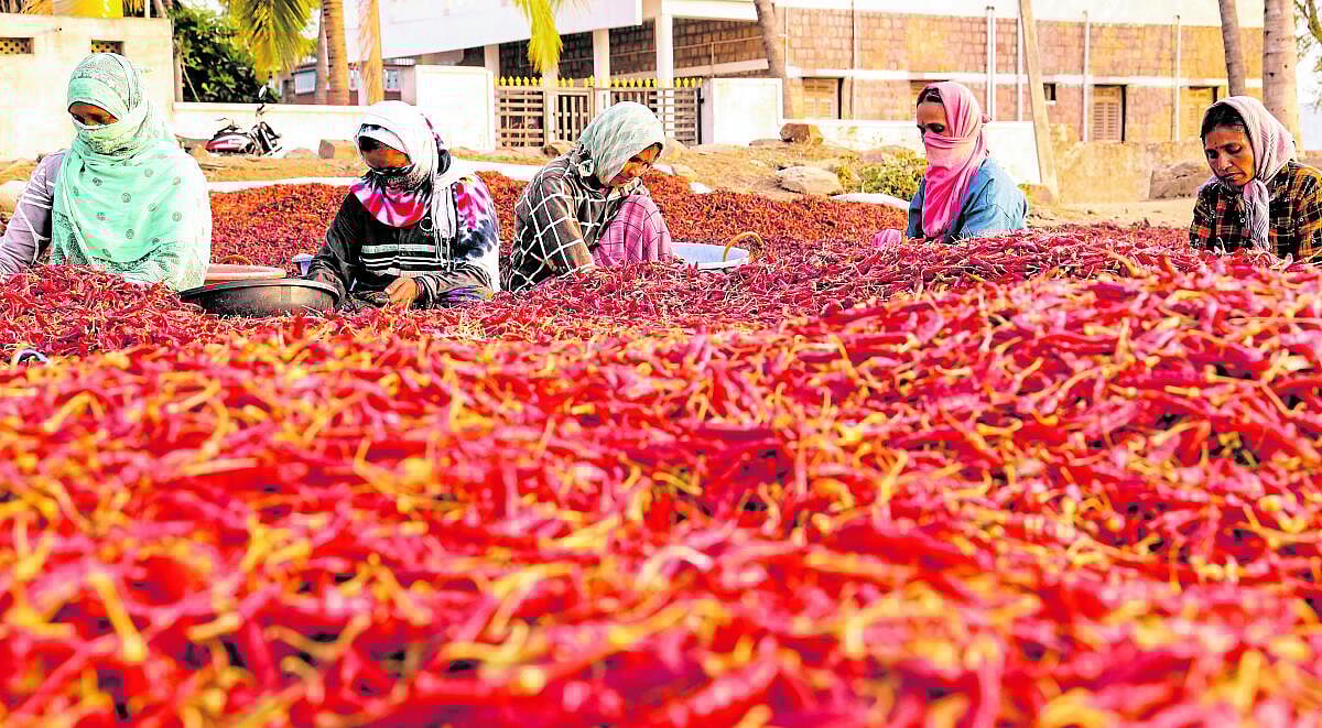 ಒಣಮೆಣಸಿನಕಾಯಿ: ಇಳುವರಿ ಕುಂಠಿತ, ಬೆಲೆ ಇಳಿಕೆ; ರೈತರಿಗೆ ಸಂಕಷ್ಟ