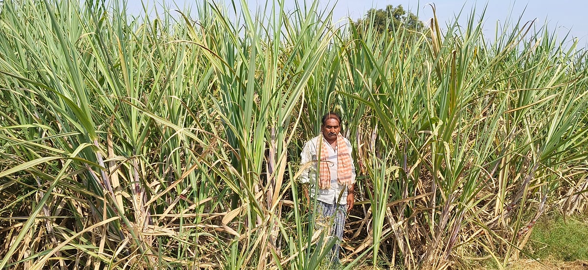 ಸಿರುಗುಪ್ಪ: ಕಟಾವು ಸಮಸ್ಯೆ, ಸಂಕಷ್ಟದಲ್ಲಿ ಕಬ್ಬು ಬೆಳೆಗಾರ