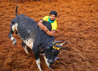 ವ್ಯಕ್ತಿಯೊಬ್ಬರು  ಹೋರಿಯನ್ನು ಹಿಡಿಯಲು ಯತ್ನಿಸಿದರು