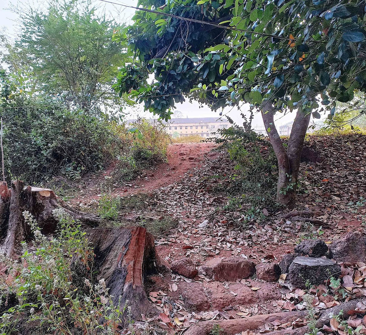 ಕುಮಟಾ: ಬಿಡಾಡಿ ದನ ಕಳ್ಳತನದ ಜಾಲ?