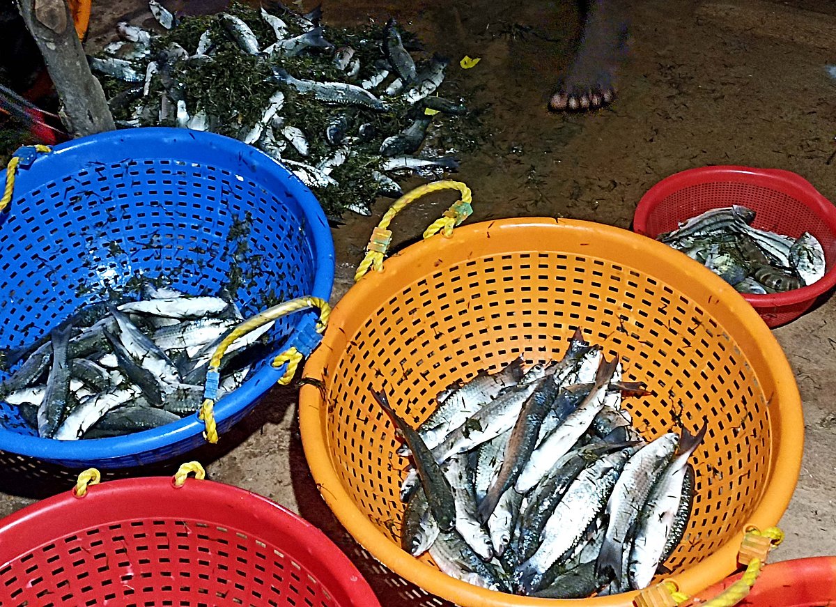 ಲ್ಯಾಬ್‌ನಲ್ಲಿ ಮೀನಿನ ಮಾಂಸ ಅಭಿವೃದ್ಧಿ: ದೇಶದಲ್ಲೇ ಮೊದಲು