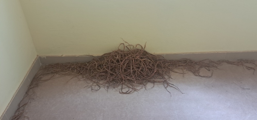 ವಸತಿ ಸಮುಚ್ಚಯದ ಮನೆಯೊಂದರ ಕೊಠಡಿಯಲ್ಲಿ ಹಕ್ಕಿ ಗೂಡುಕಟ್ಟಿರುವುದು