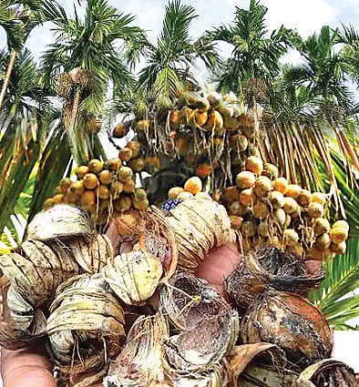 ಸಂಗತ | ಅಡಿಕೆ ಸಿಪ್ಪೆ: ಕಳೆಯಬೇಡಿ ‘ಕಳಿಸಿ’