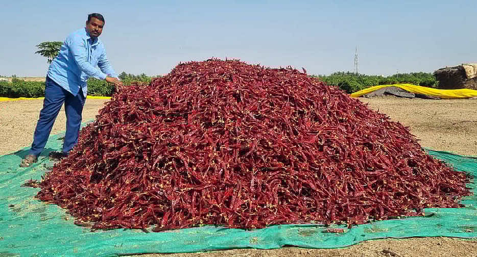 ಬ್ಯಾಡಗಿ: ಮೆಣಸಿನಕಾಯಿ ಆವಕದಲ್ಲಿ ಇಳಿಕೆ, ಬೆಲೆಯಲ್ಲಿ ಸ್ಥಿರತೆ