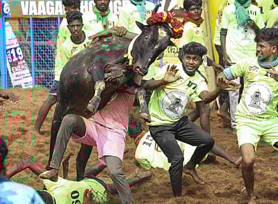 ಯುವಕನೋರ್ವನ ಮೇಲೆ ಹಾರಿದ ಮದವೇರಿದ ಹೋರಿ