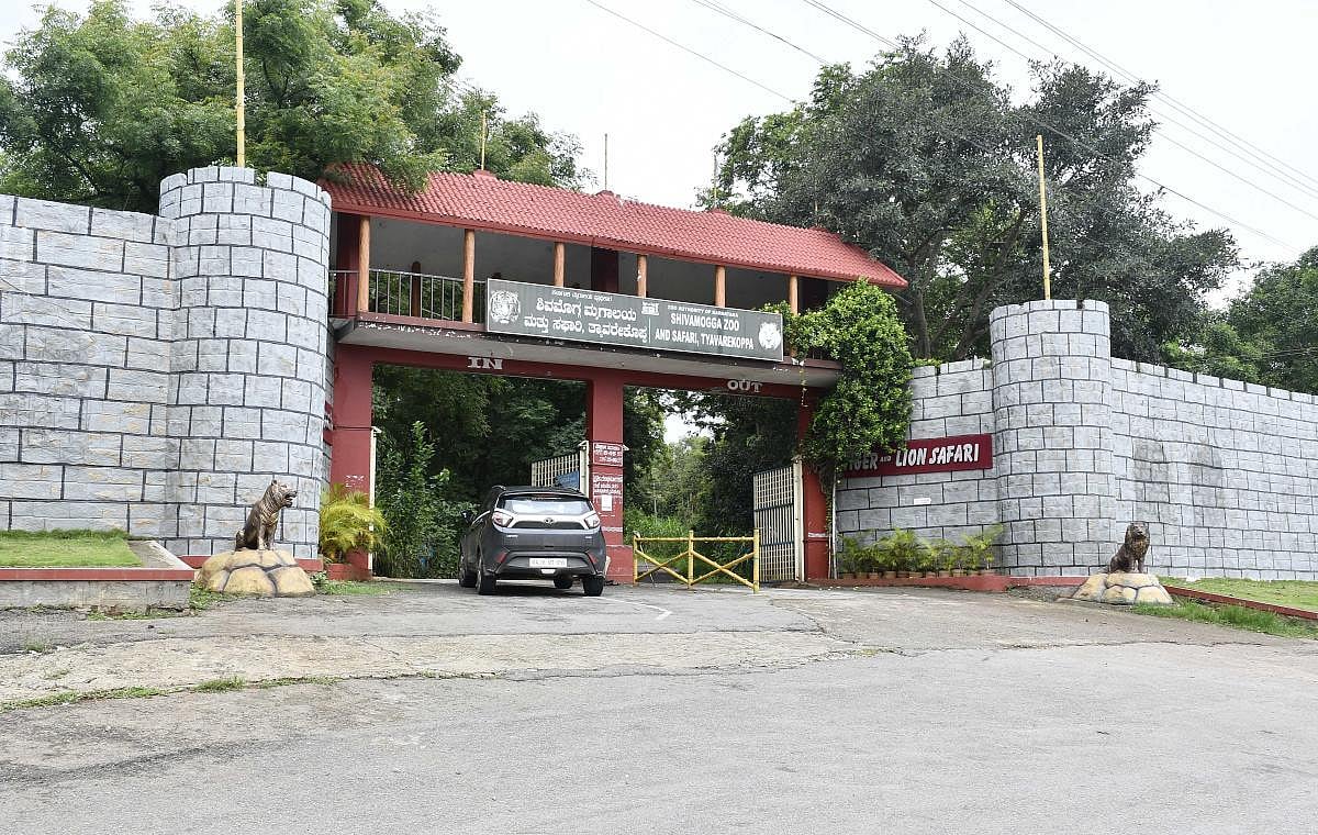 ತ್ಯಾವರೆಕೊಪ್ಪ ಹುಲಿ–ಸಿಂಹಧಾಮ | ಆದಾಯ ಸಂಗ್ರಹ: 3ನೇ ಸ್ಥಾನಕ್ಕೆ ಏರಿಕೆ