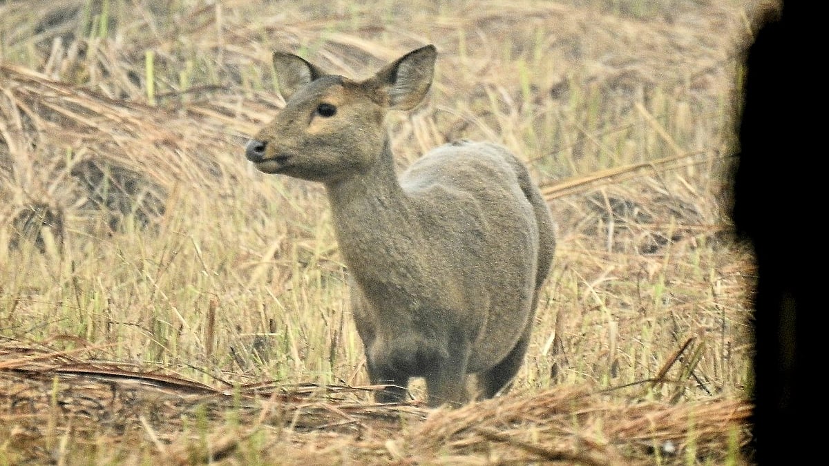ಉತ್ತರಾಖಂಡ: ರಾಜಾಜಿ ಹುಲಿ ಸಂರಕ್ಷಿತಾರಣ್ಯದಲ್ಲಿ ಅಪರೂಪದ ಹಾಗ್ ಜಿಂಕೆ ಪತ್ತೆ