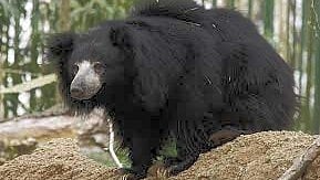 ಭಾರತದ ಅತ್ಯಂತ ಹಿರಿಯ ಗಂಡು ಕರಡಿ ಬಬ್ಲೂ ಇನ್ನಿಲ್ಲ