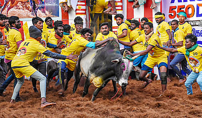 ಮದವೇರಿದ ಹೋರಿಯನ್ನು ತಡೆಯಲು ಒಟ್ಟಾದ ಜನರು