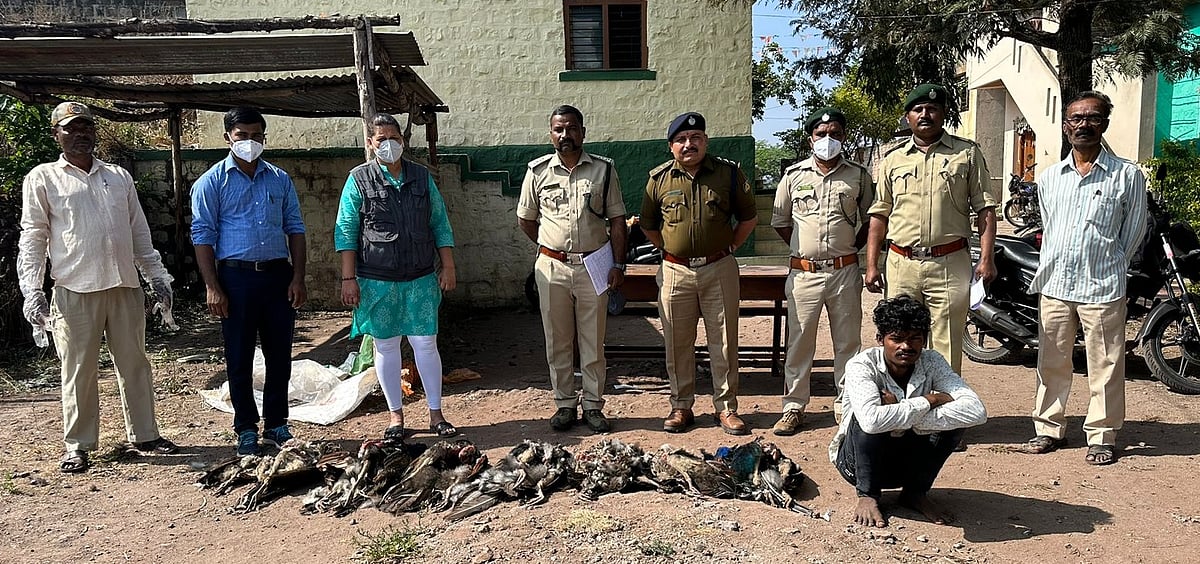 ಚಿಕ್ಕೋಡಿ | ವಿಷದ ಕಾಳು ತಿನ್ನಿಸಿ 8 ನವಿಲುಗಳ ಹತ್ಯೆ: ಆರೋಪಿ ಬಂಧನ