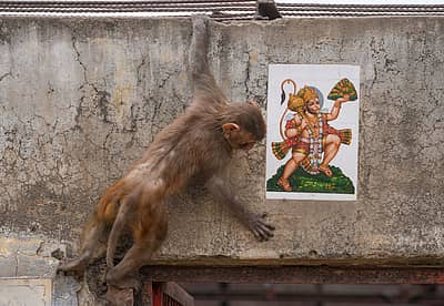 ಜನವರಿ 22ರಂದು  ನಡೆಯಲಿರುವ ರಾಮ ಮೂರ್ತಿ ಪ್ರಾಣ ಪ್ರತಿಷ್ಠಾಪನೆ ಕಾರ್ಯಕ್ರಮಕ್ಕೂ ಮುನ್ನ ಇಂದು( ಶನಿವಾರ) ಅಯೋಧ್ಯೆಯಲ್ಲಿ ಮಂಗನೊಂದು  ಹನುಮಾನ್‌ ಚಿತ್ರದೊಂದಿಗೆ ಕಾಣಿಸಿಕೊಂಡ ಬಗೆ